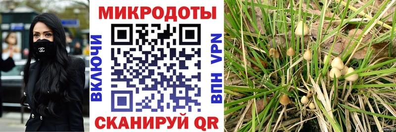 Галлюциногенные грибы Psilocybe  Лахденпохья 